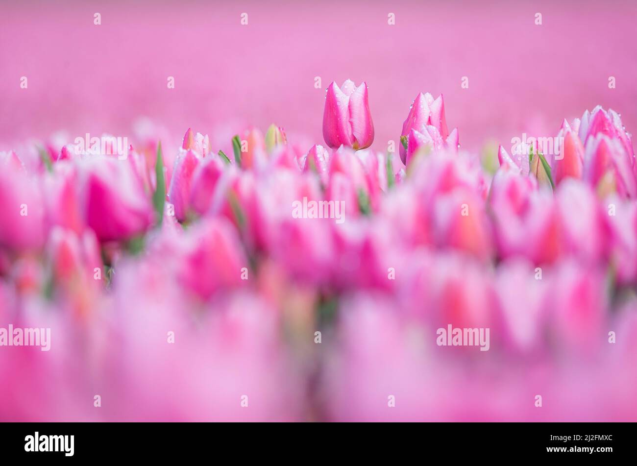 2022-03-31 08:10:03 31-03-2022, Zuid-Beijerland - Tulip fields in bloom on a field in Zuid-Beijerland. The tulips bloom early this year due to the beautiful sunny weather. Photo: ANP / Hollandse Hoogte / Jeffrey Groeneweg netherlands out - belgium out Stock Photo