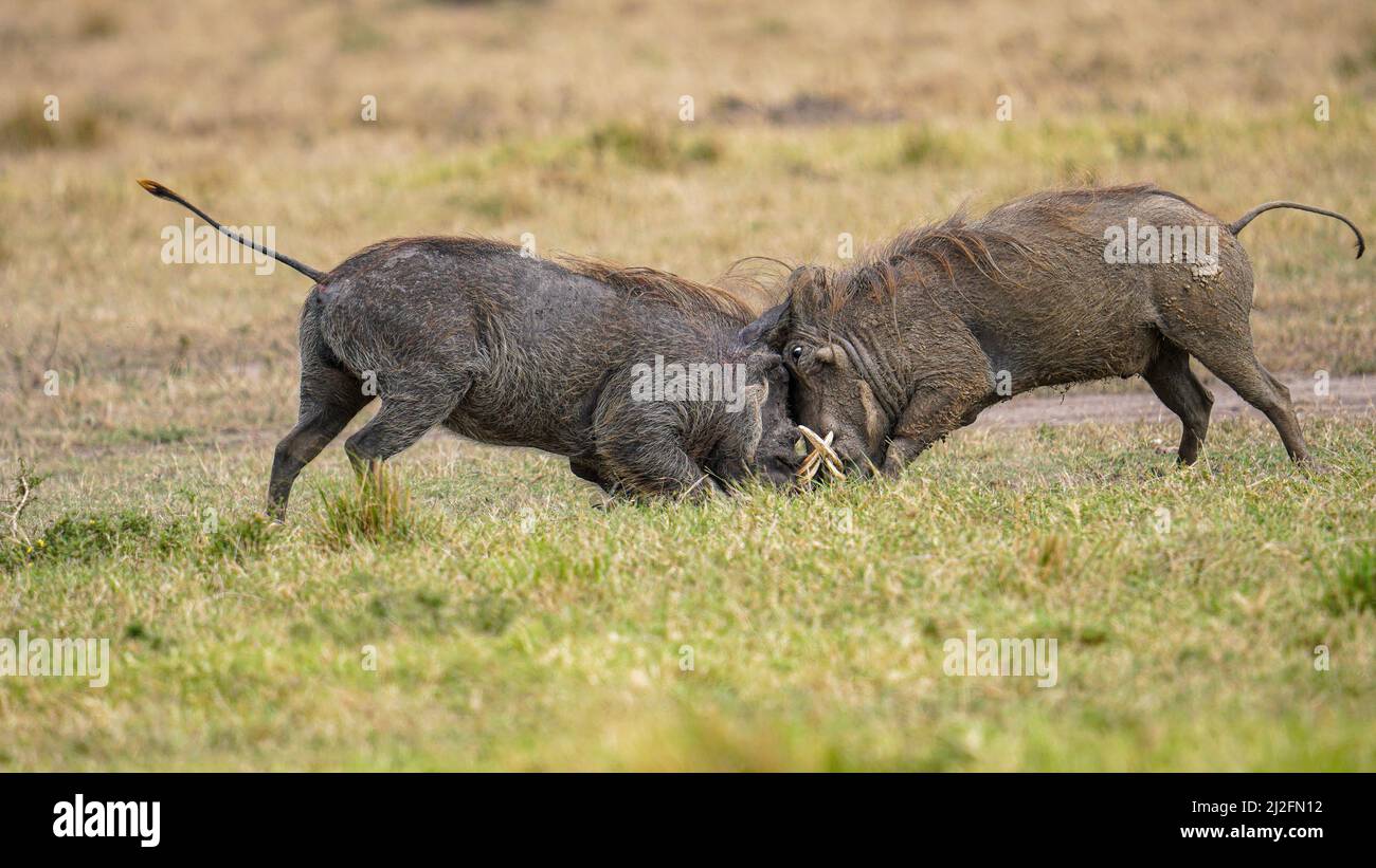 Two warthogs with their tusks locked. MASAI MARA NATIONAL RESERVE, KENYA: THESE TWO fearsome warthogs could not be further from their namesake Pumbaa Stock Photo