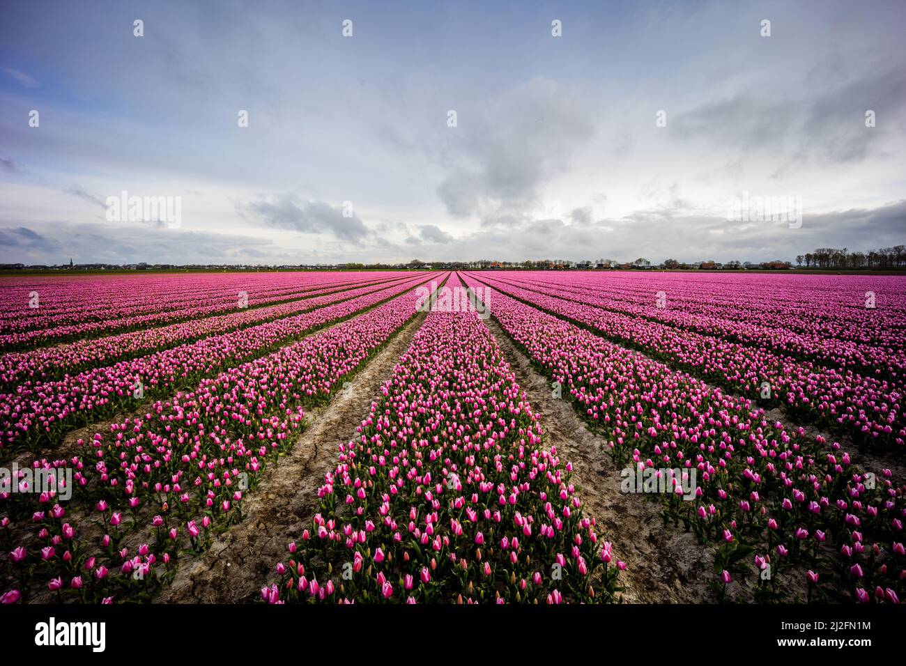 2022-03-31 08:12:42 31-03-2022, Zuid-Beijerland - Tulip fields in bloom on a field in Zuid-Beijerland. The tulips bloom early this year due to the beautiful sunny weather. Photo: ANP / Hollandse Hoogte / Jeffrey Groeneweg netherlands out - belgium out Stock Photo