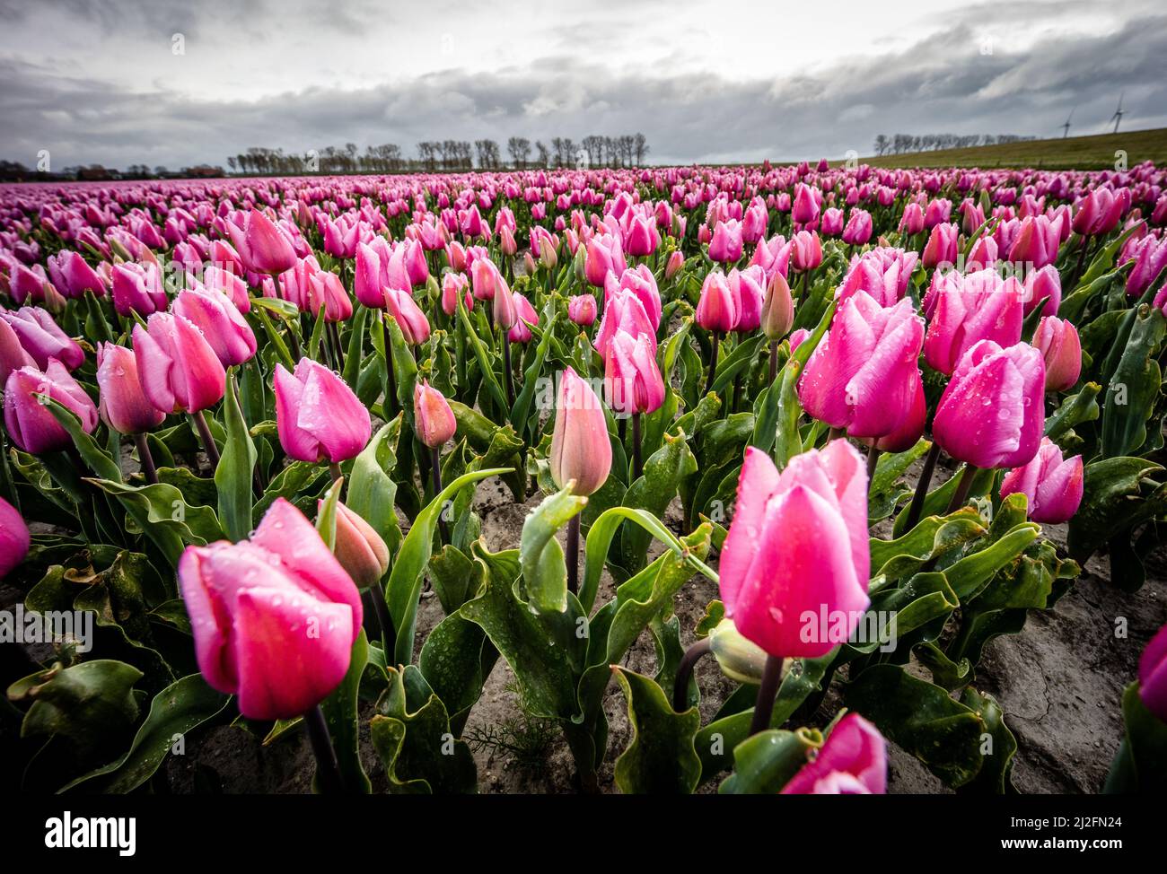 2022-03-31 08:12:00 31-03-2022, Zuid-Beijerland - Tulip fields in bloom on a field in Zuid-Beijerland. The tulips bloom early this year due to the beautiful sunny weather. Photo: ANP / Hollandse Hoogte / Jeffrey Groeneweg netherlands out - belgium out Stock Photo