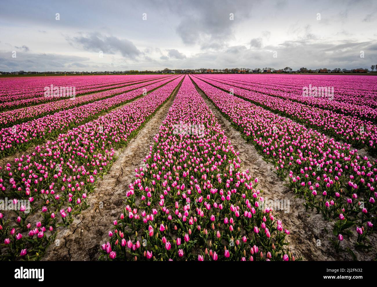 2022-03-31 08:12:47 31-03-2022, Zuid-Beijerland - Tulip fields in bloom on a field in Zuid-Beijerland. The tulips bloom early this year due to the beautiful sunny weather. Photo: ANP / Hollandse Hoogte / Jeffrey Groeneweg netherlands out - belgium out Stock Photo