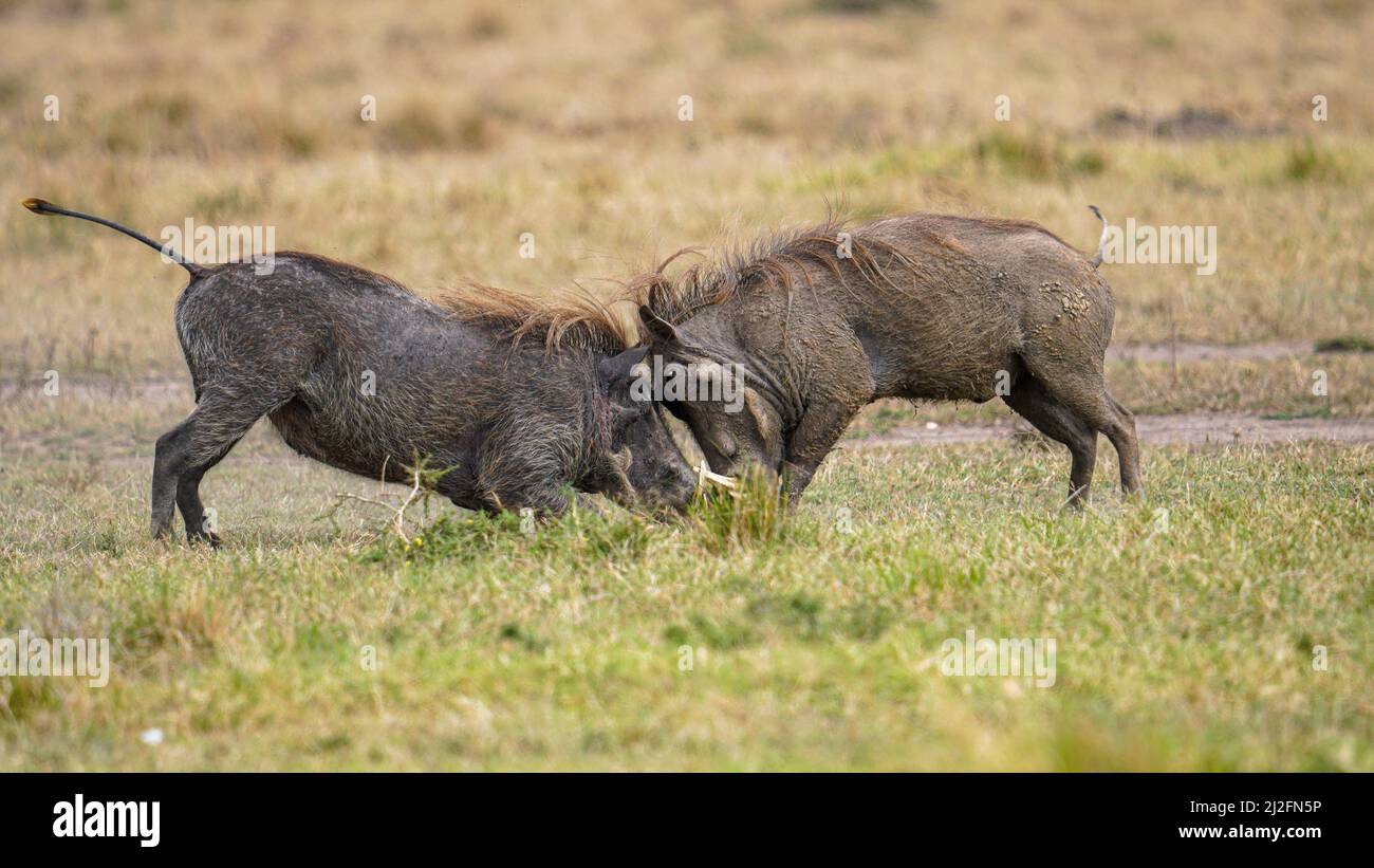 Two warthogs crashing into each other. MASAI MARA NATIONAL RESERVE, KENYA: THESE TWO fearsome warthogs could not be further from their namesake Pumbaa Stock Photo
