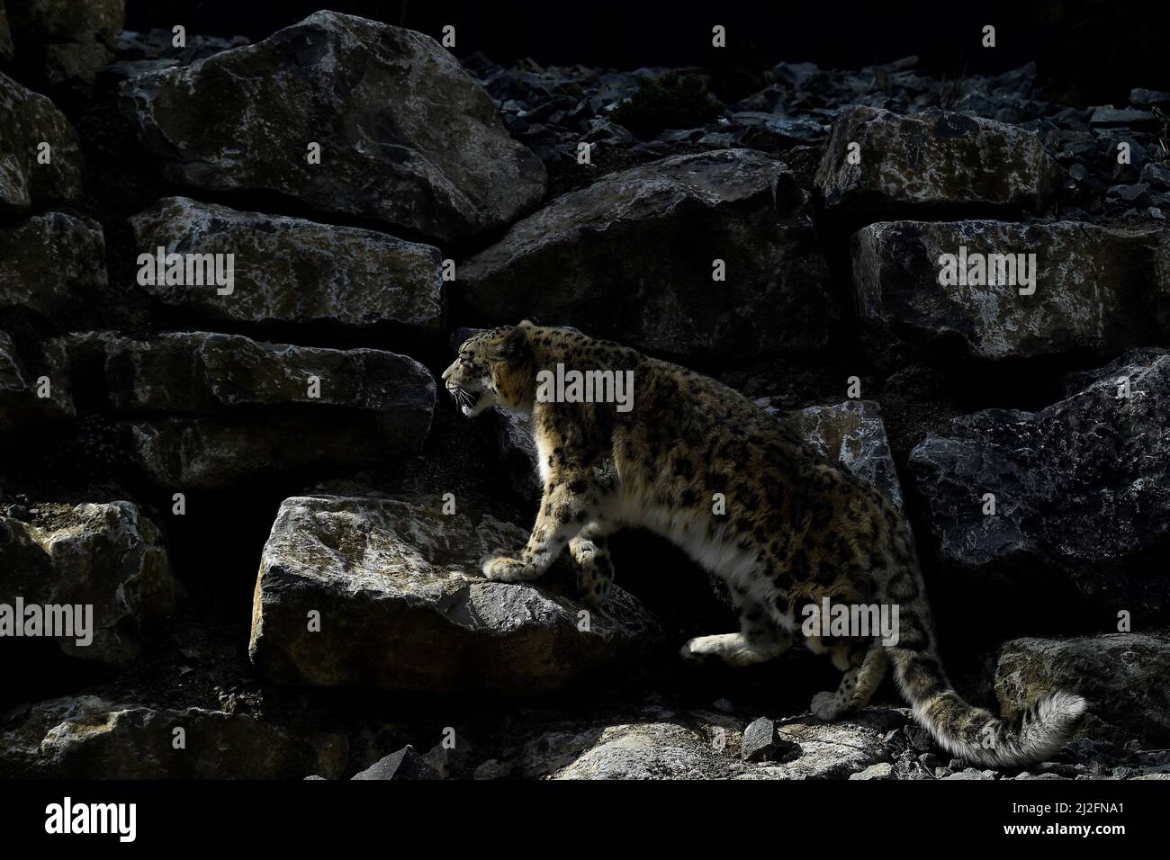 Tashi, a 10-year-old snow leopard walks in her enclosure at Dublin Zoo