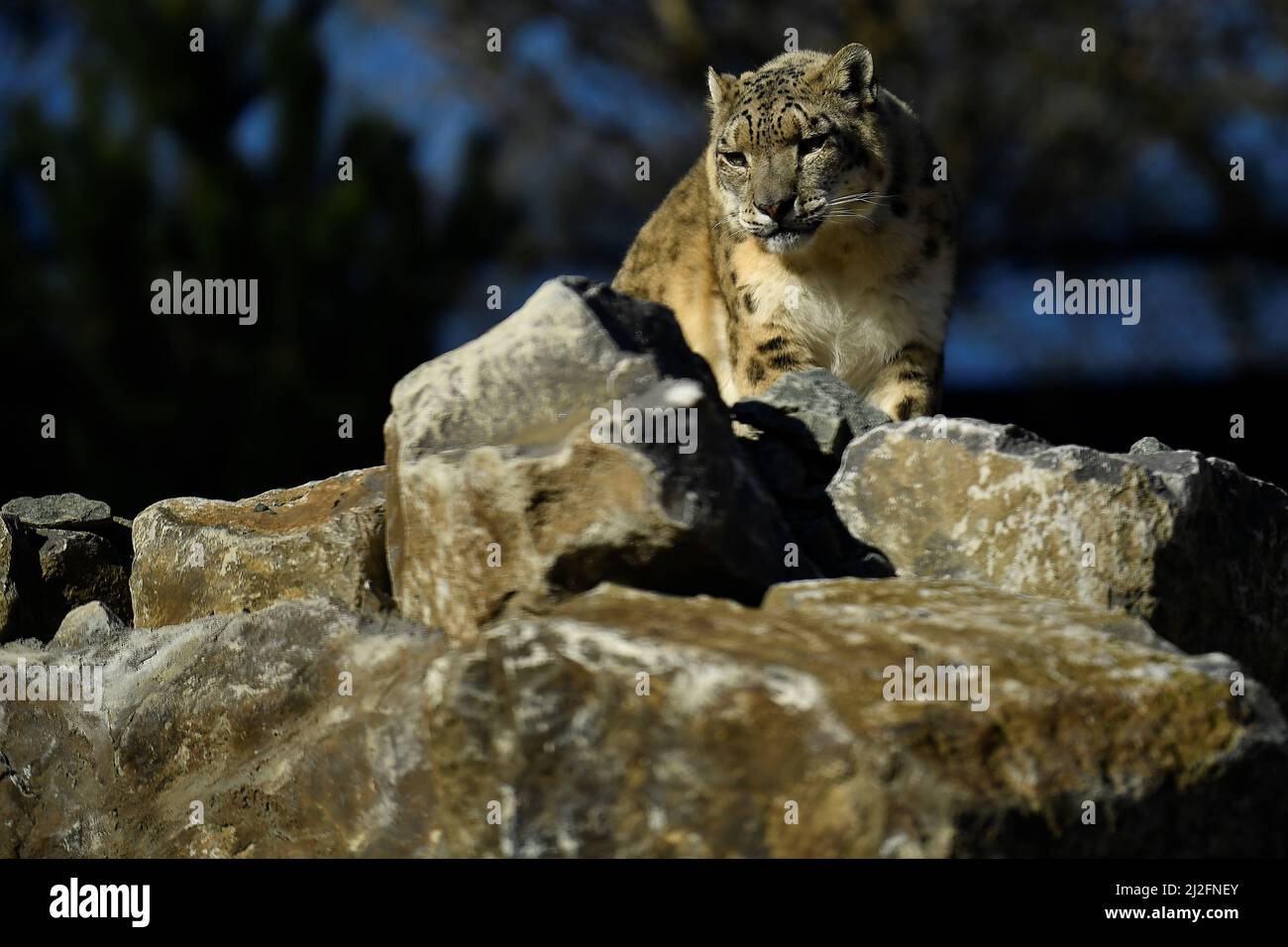 Tashi, a 10-year-old snow leopard looks out from her enclosure at