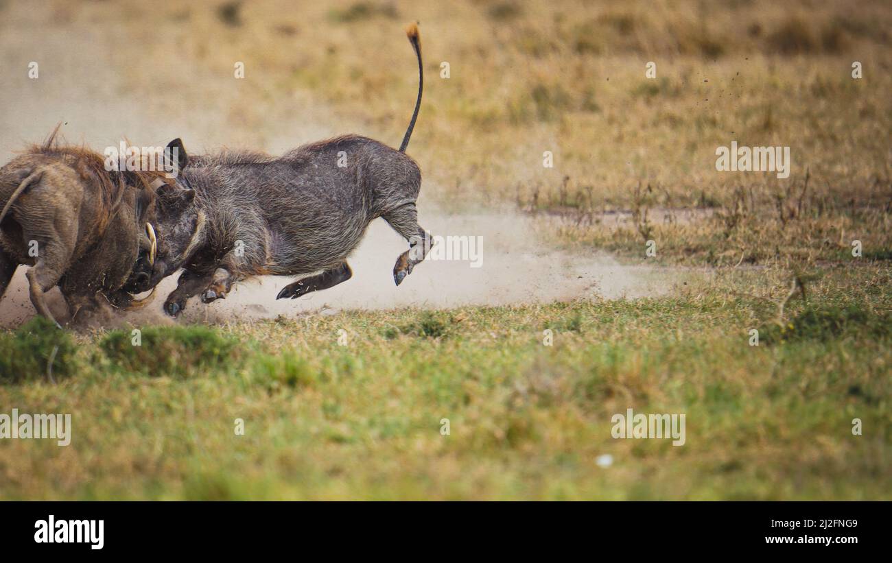 One warthog overpowering the other. MASAI MARA NATIONAL RESERVE, KENYA: THESE TWO fearsome warthogs could not be further from their namesake Pumbaa fr Stock Photo