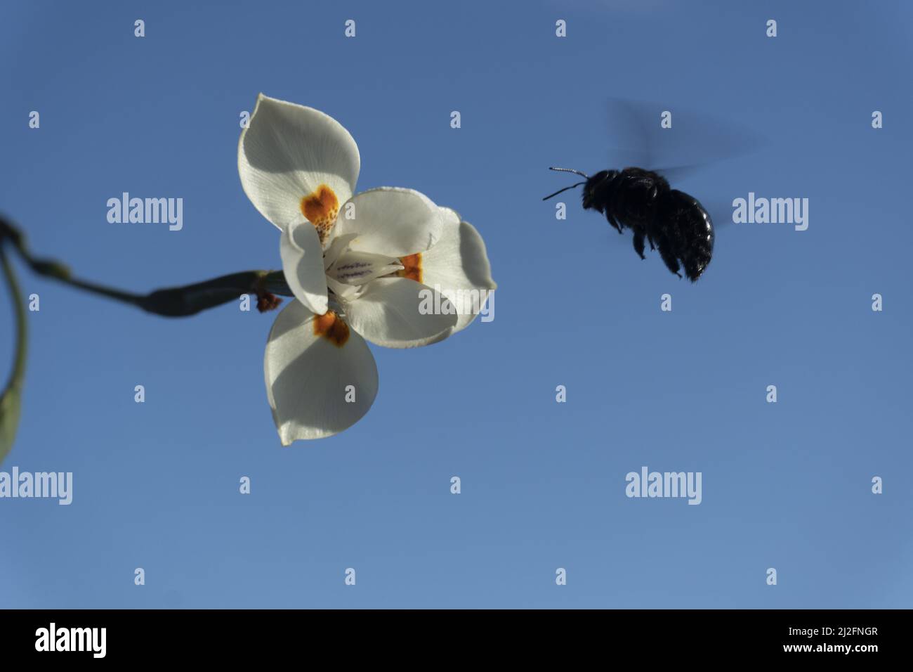 A macro view of a white iris flower and a bee approaching it against the sky background Stock Photo