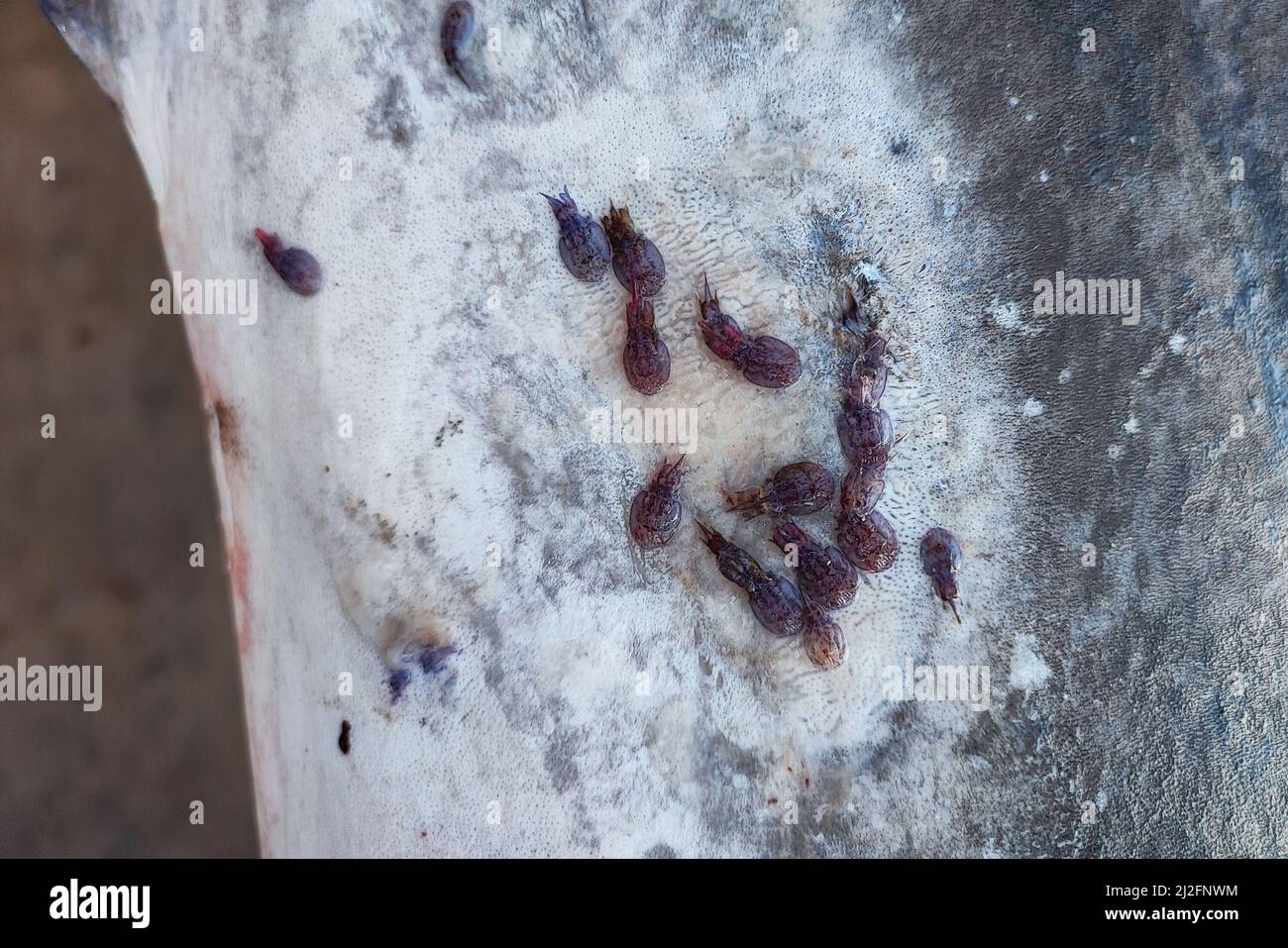 Swordfish external parasites on the skin detail Stock Photo