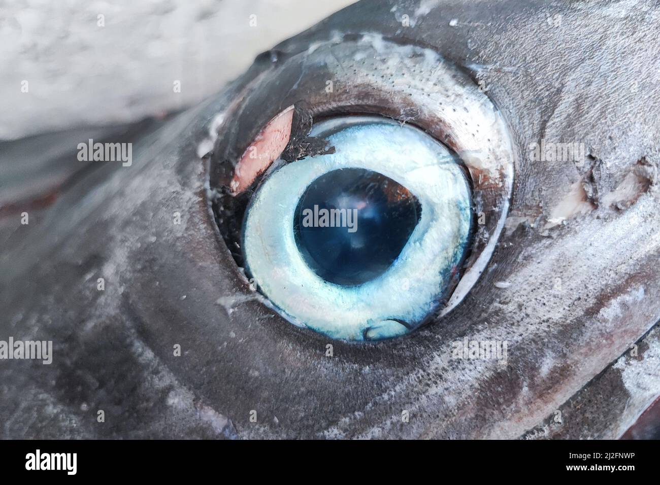 fished Swordfish eye close up detail Stock Photo Alamy