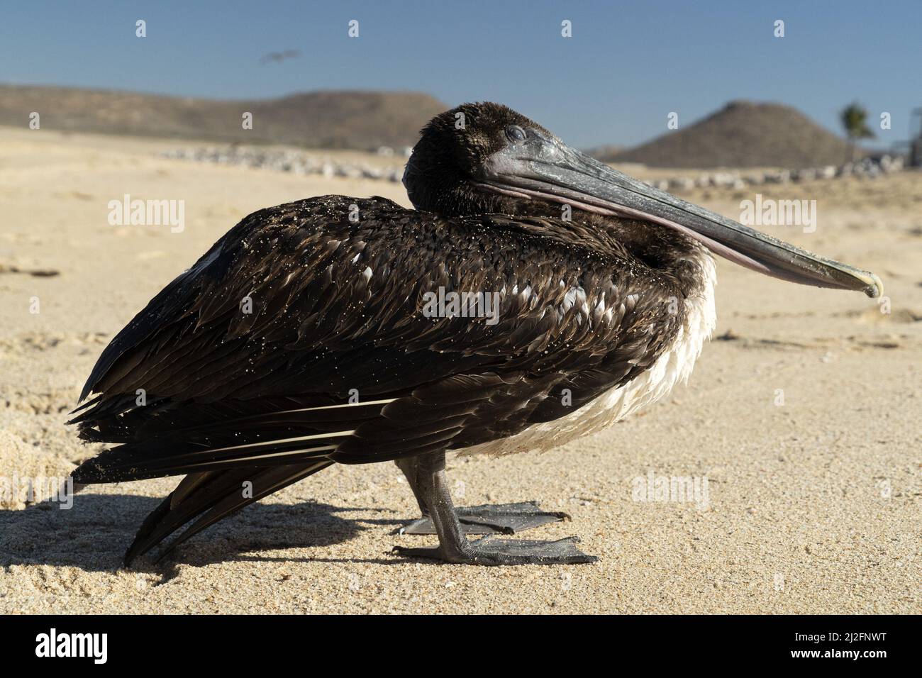 many birds in baja california sur mexico beach pelican seagull Stock