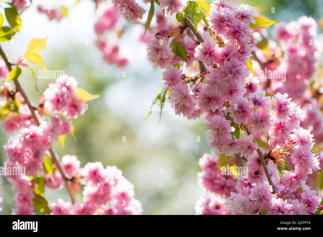Cherry blossoms with blue sky background Stock Photo - Alamy