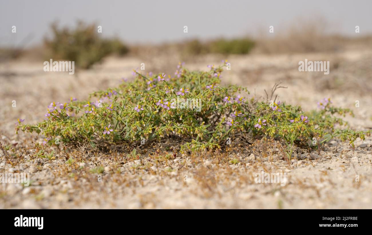 Blooming desert floral plant in Qatar Stock Photo