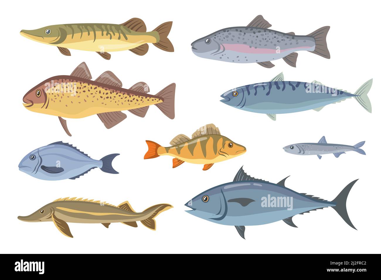 Sea and freshwater fish set. Tilapia, halibut, sardine, dorado, herring, salmon, garfish isolated on white. Vector illustration for fishery, seafood, Stock Vector