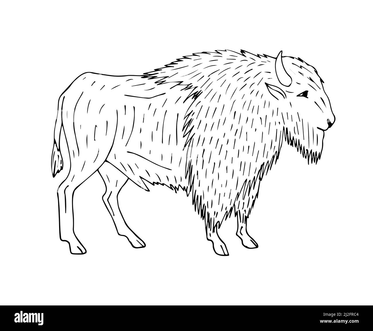 Vector hand drawn wild bison ox isolated on white background Stock ...