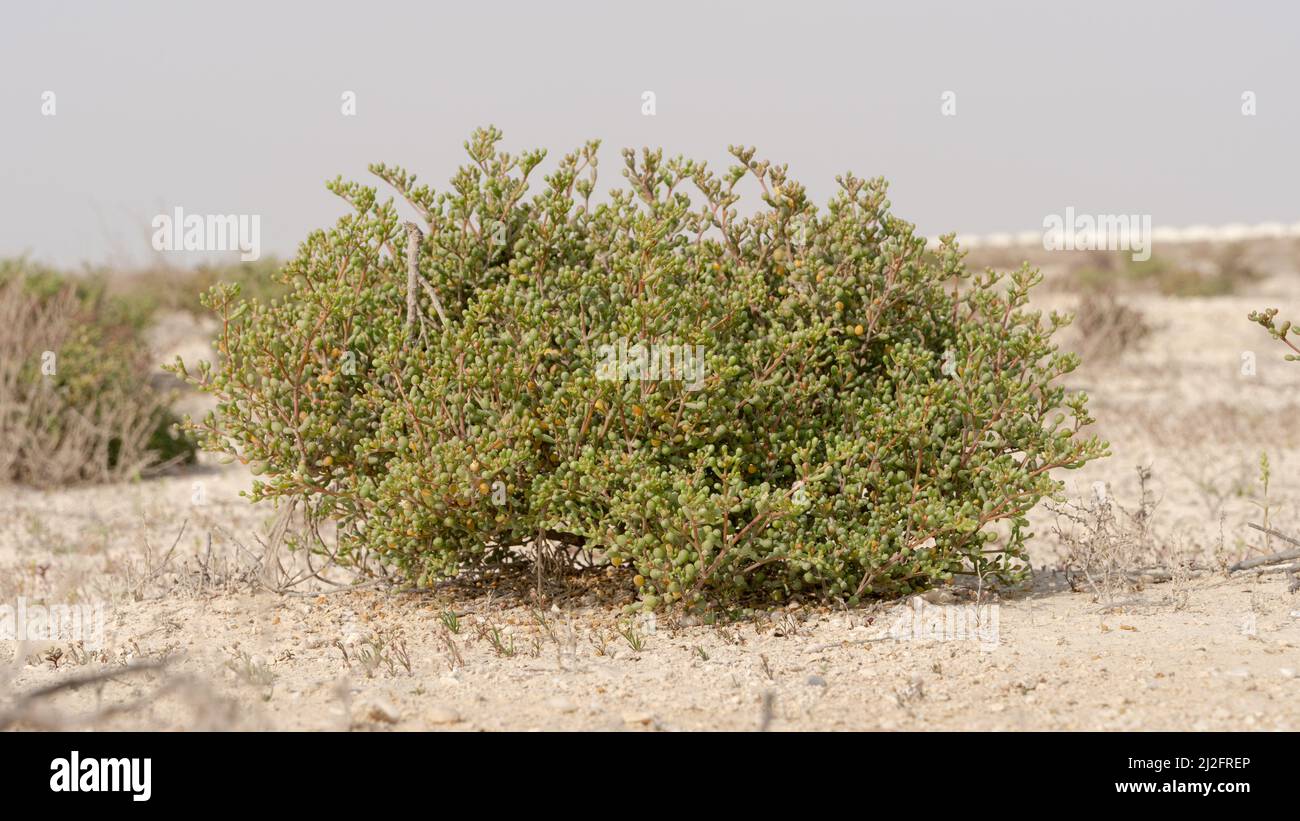 Desert grass plant in Qatar,Halophyte plant Zygophyllum qatarense or Tetraena qatarense Stock Photo