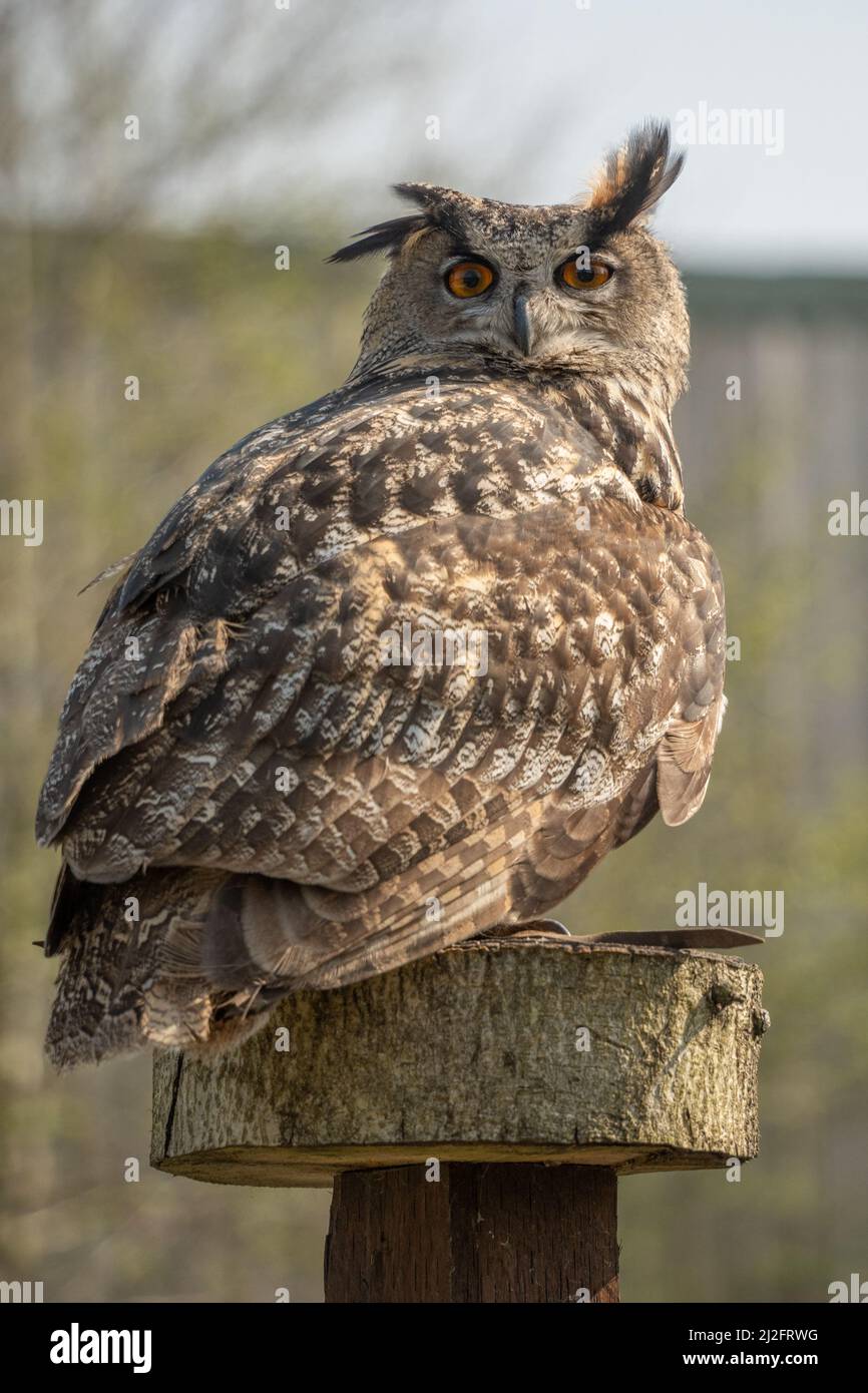 Eurasian eagle-owl (Bubo bubo) or Uhu, at the Screech Owl Sanctuary, Cornwall, UK. Stock Photo