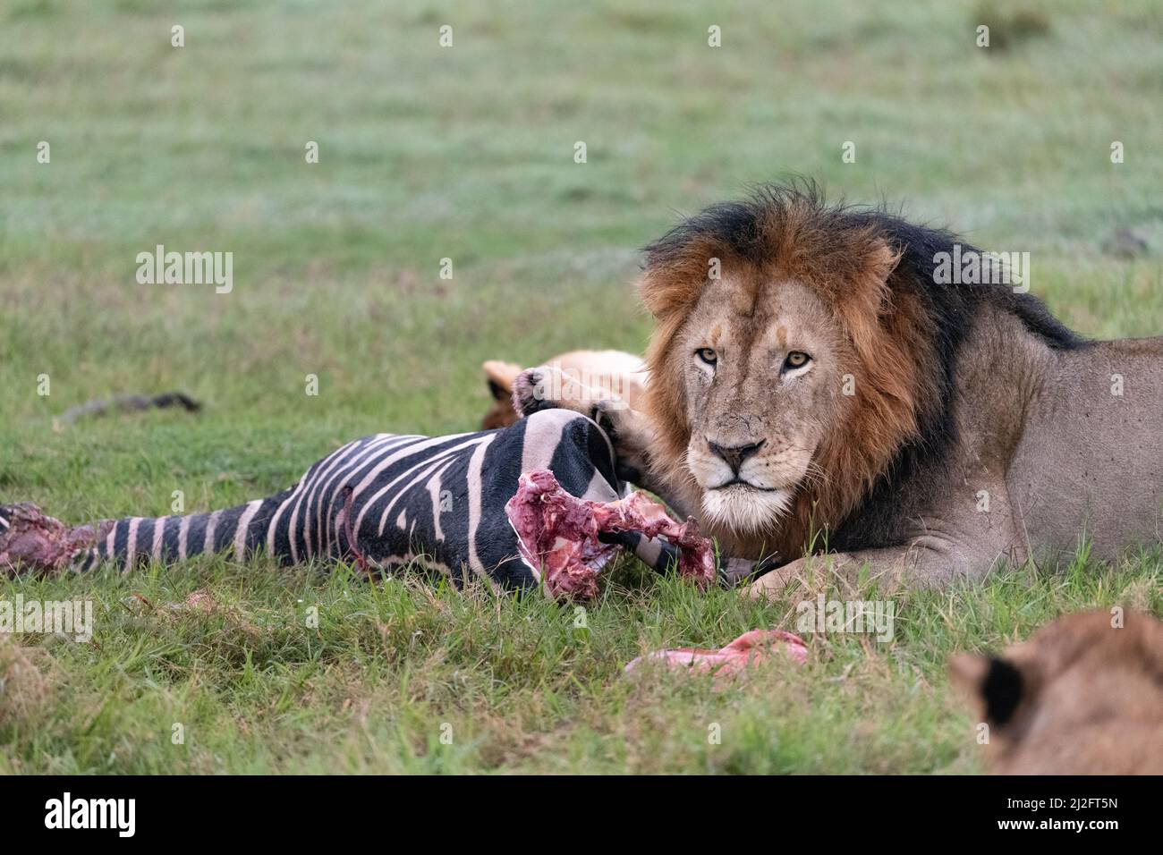 Large male lion on its zebra kill Stock Photo