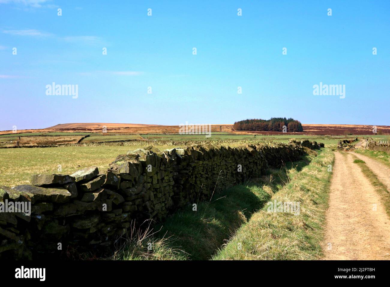 The Plantation and Great Manshead Hill. Stock Photo