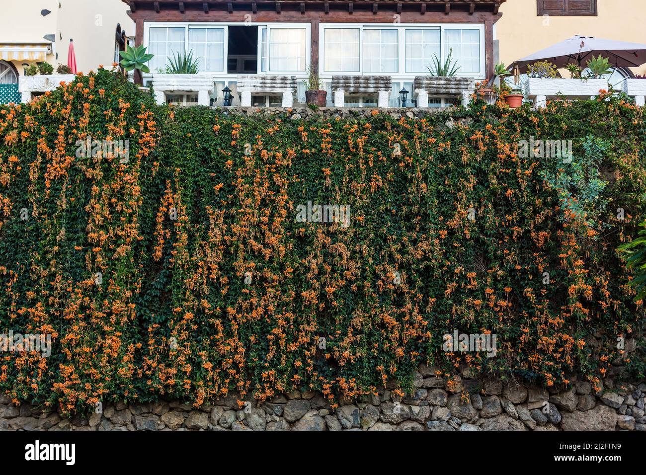Stone wall with flowers, flowering plants on a stone wall Stock Photo ...