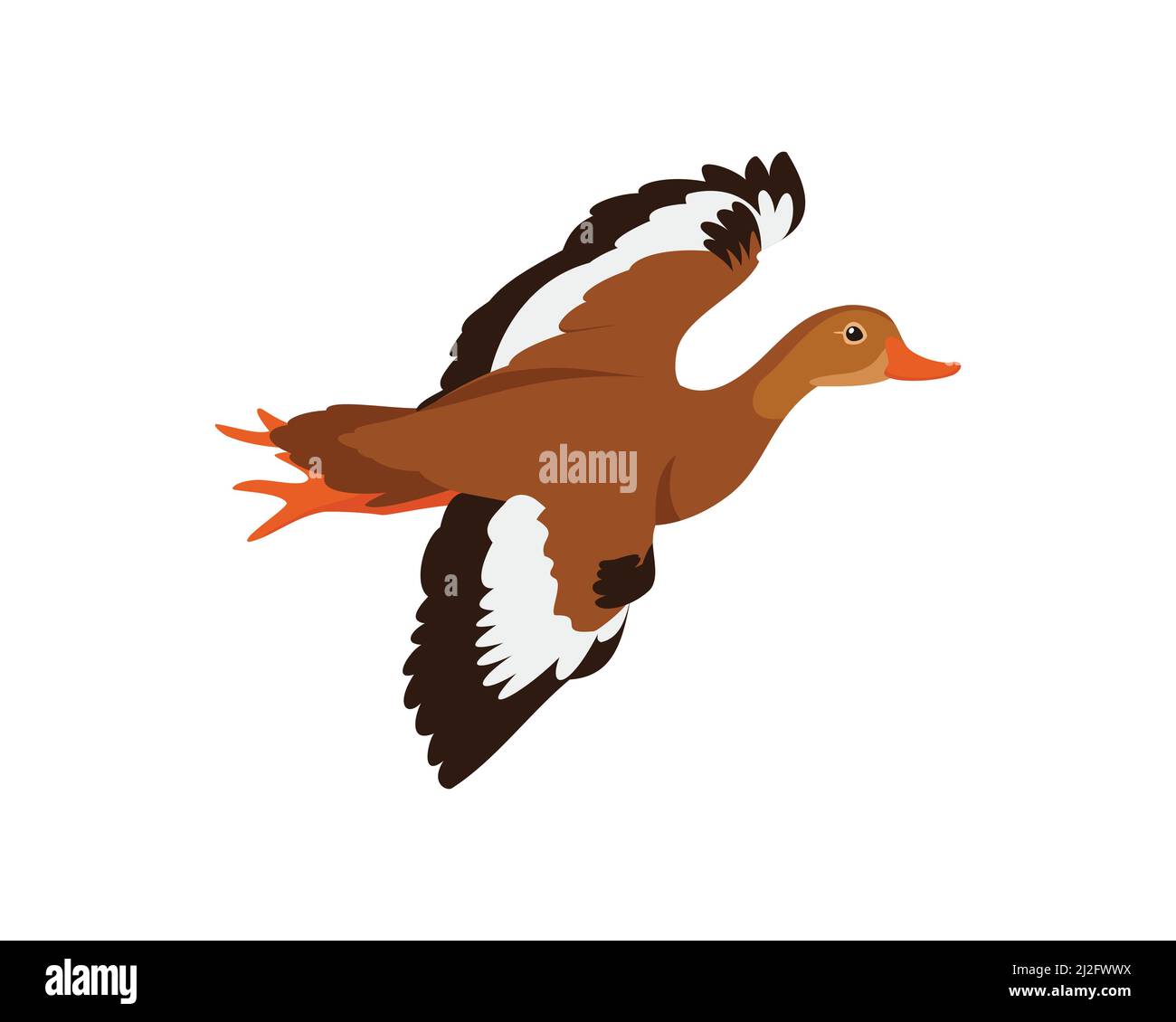 Whistling Duck, Flying Duck in the Sky and Migration Stock Vector