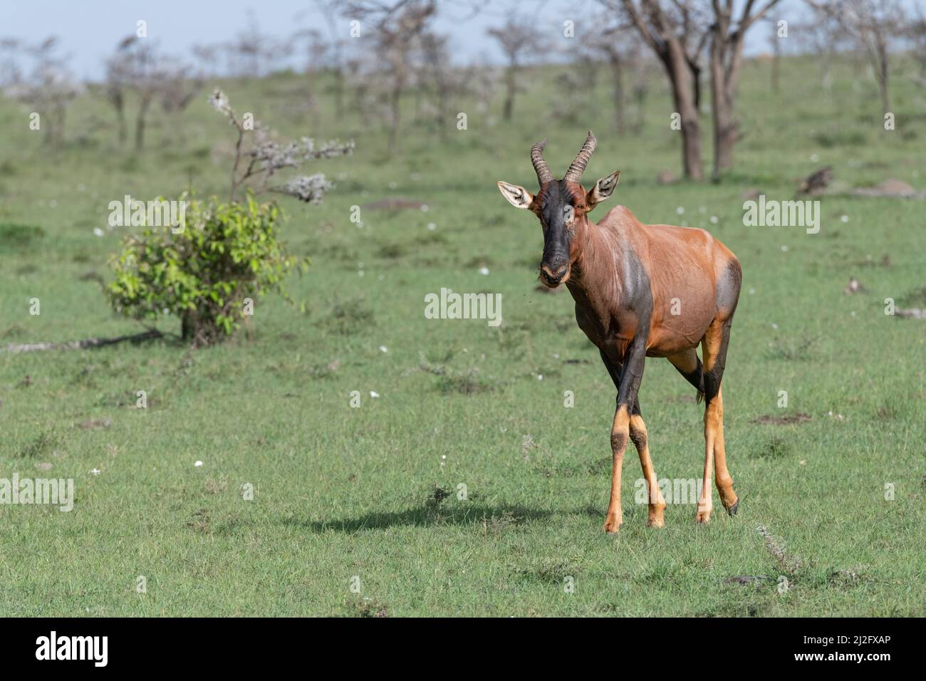 Topi, blue jeans antelope in the savannah Stock Photo