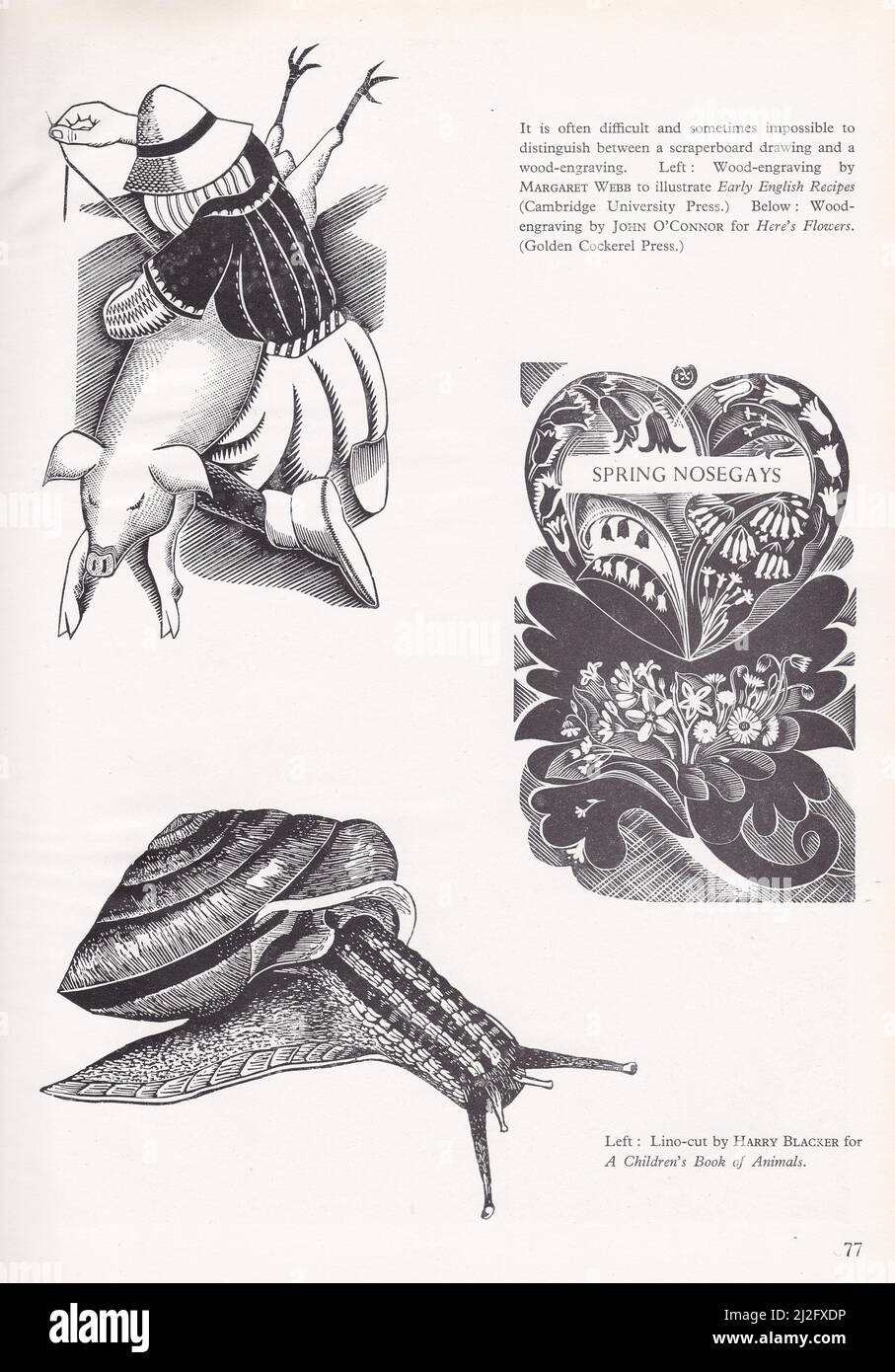 Scraperboard / wood engraving by Margaret Webb and John O'Connor , Lino-cut by Harry Blacker. Stock Photo