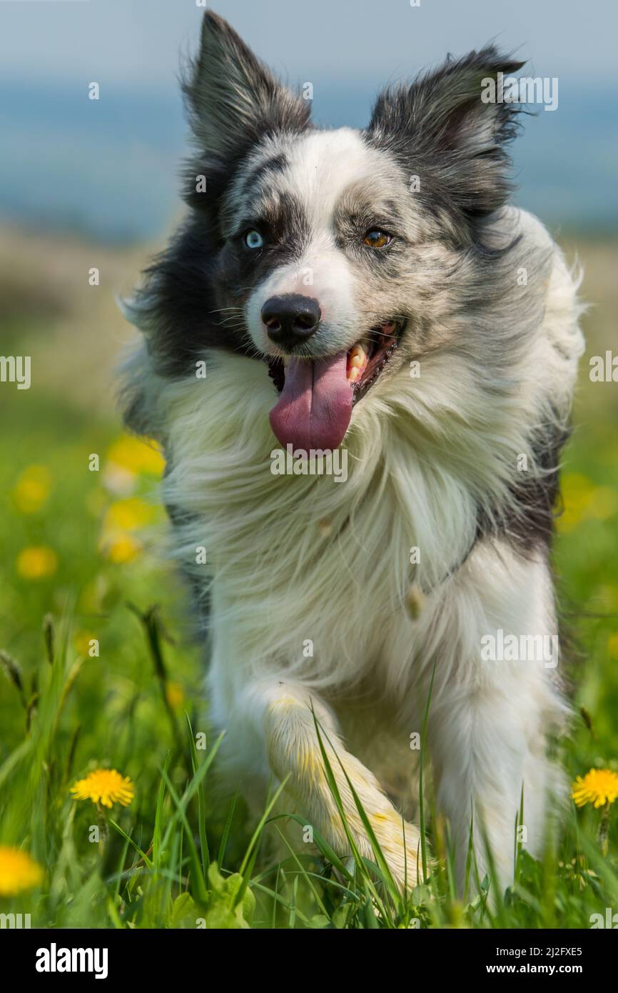 Spring Border Collies Border collie dog in a spring meadow Stock Photo - Alamy