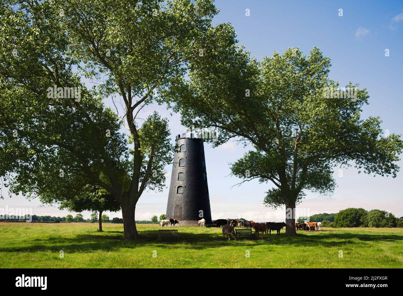Black mill, a disused windmill, flanked by trees and cattle peacefully grazing on green pasture under bright blue sky in summer in Beverley, UK. Stock Photo