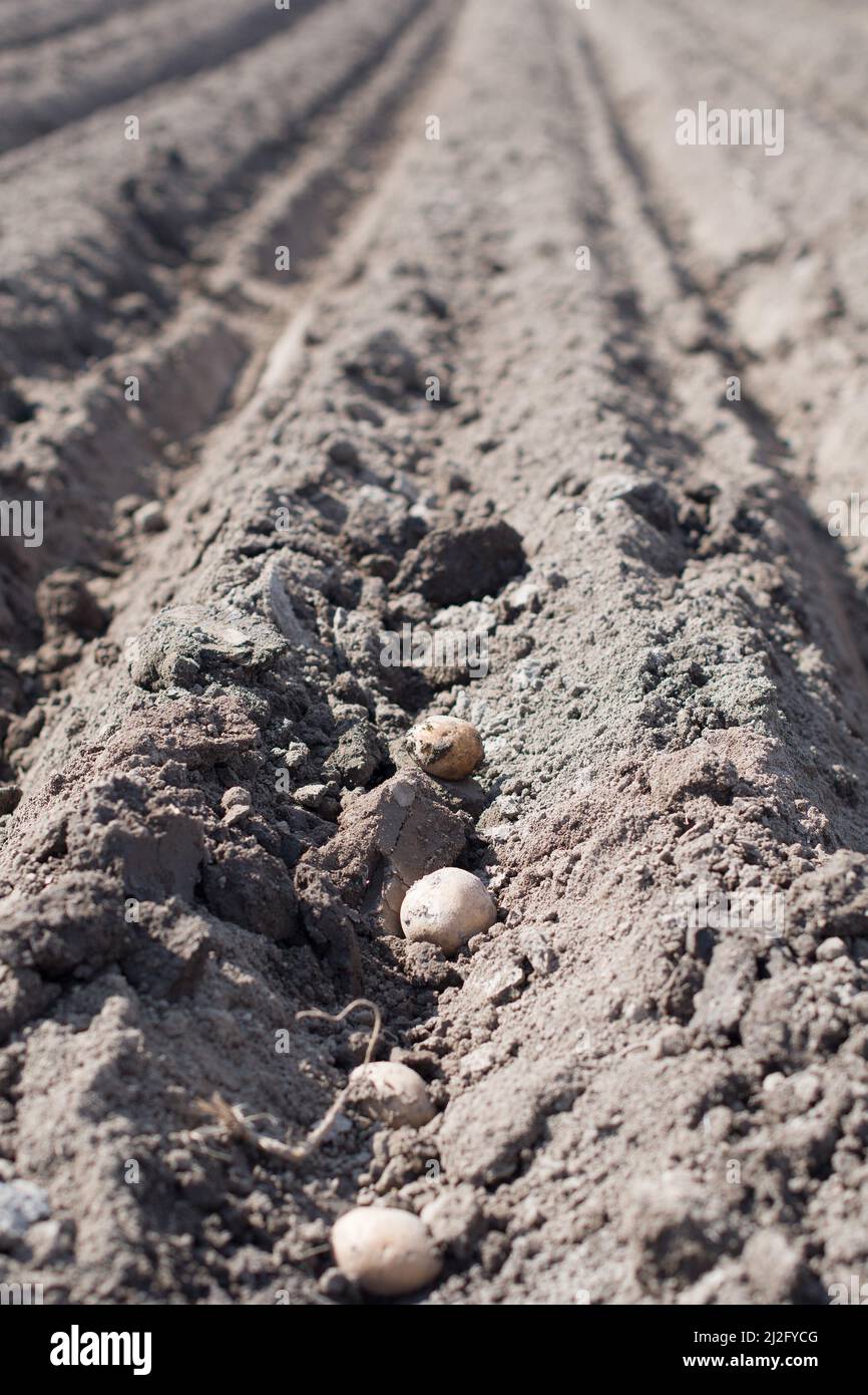 Planting potatoes in soil. Planted potato seeds rows Stock Photo Alamy