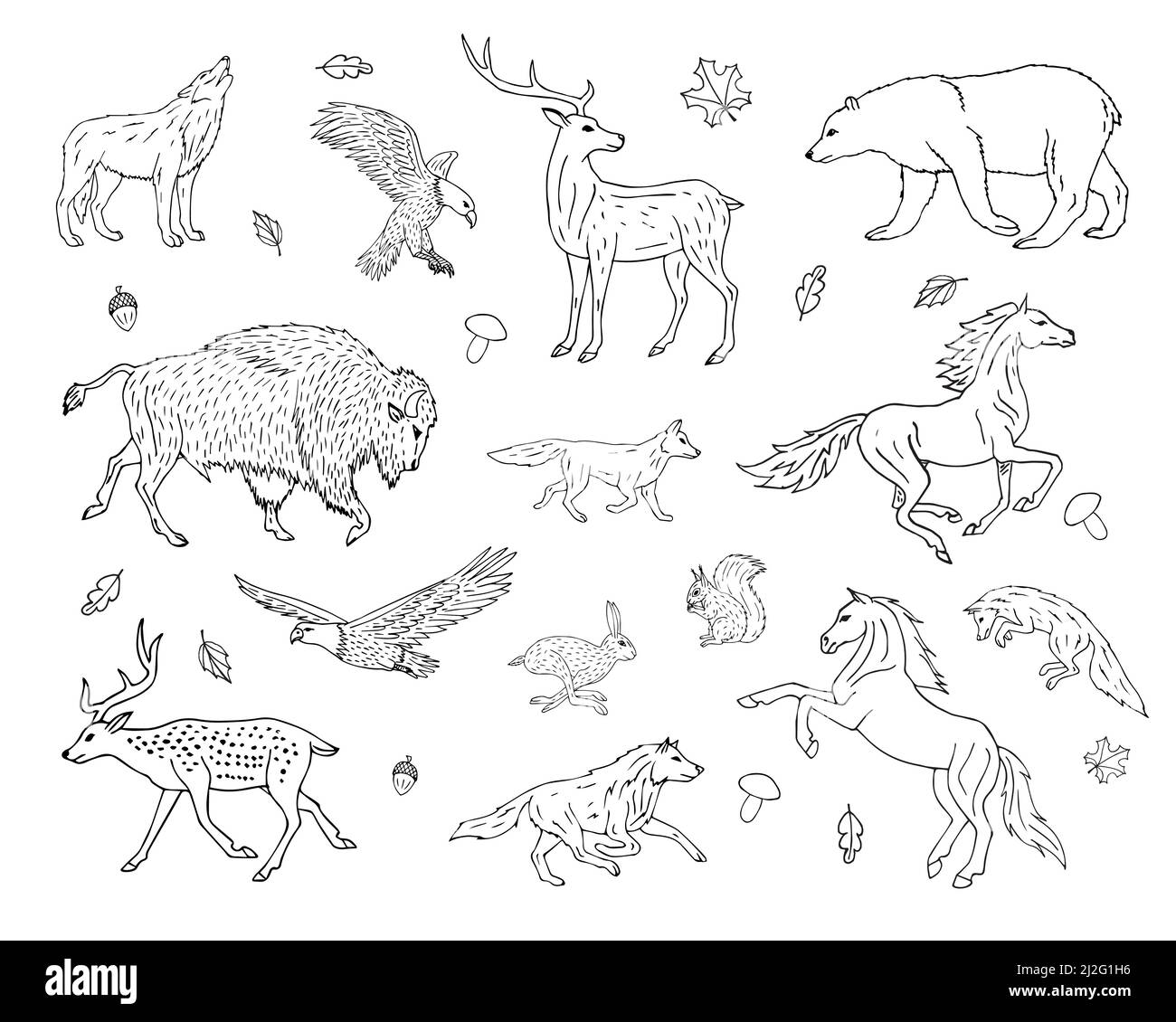 Vector hand drawn sketch set bundle of wild American animals isolated ...