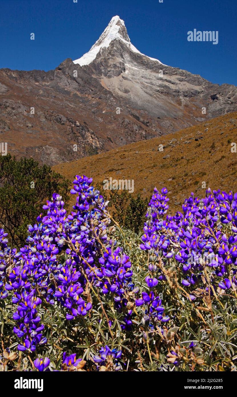 Nevado Artesonraju and lupine, Santa Cruz Trek, Cordillera Blanca, Peru Stock Photo