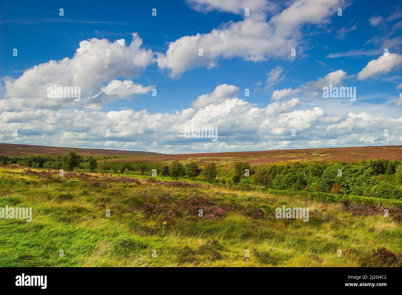 Heather Moorland near Fen Bog in late summer when the heather is flowering. Stock Photo