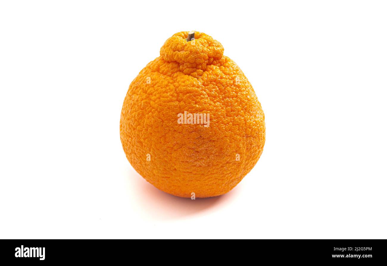 https://c8.alamy.com/comp/2J2G5PM/single-sumo-orange-isolated-on-a-white-background-2J2G5PM.jpg