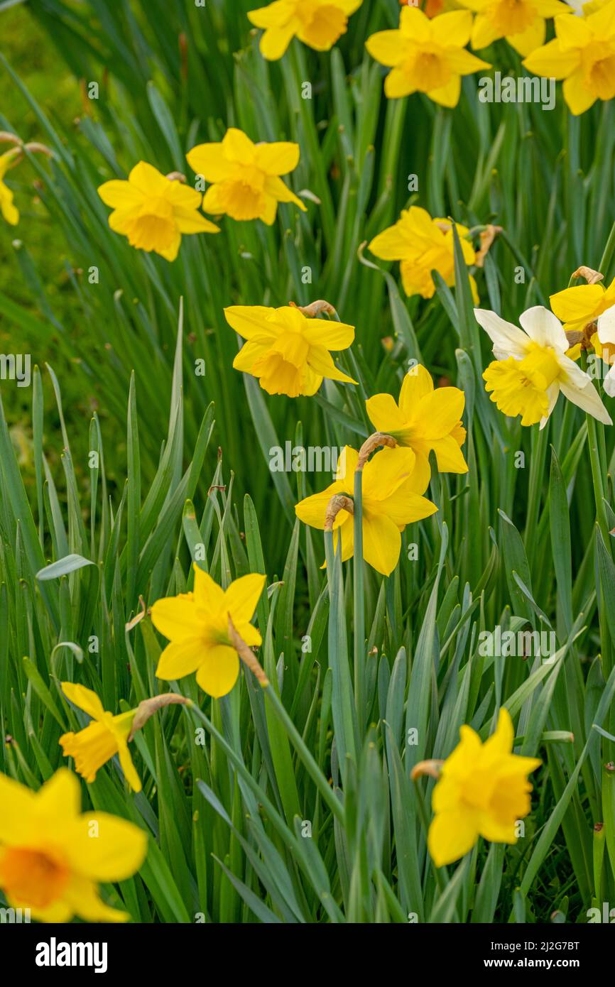 Spring daffodils in Margaretting Essex Stock Photo Alamy