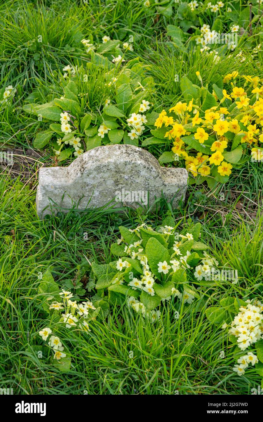 Spring flowers around grave at St Margaret's Church Margaretting on a spring evening. Stock Photo