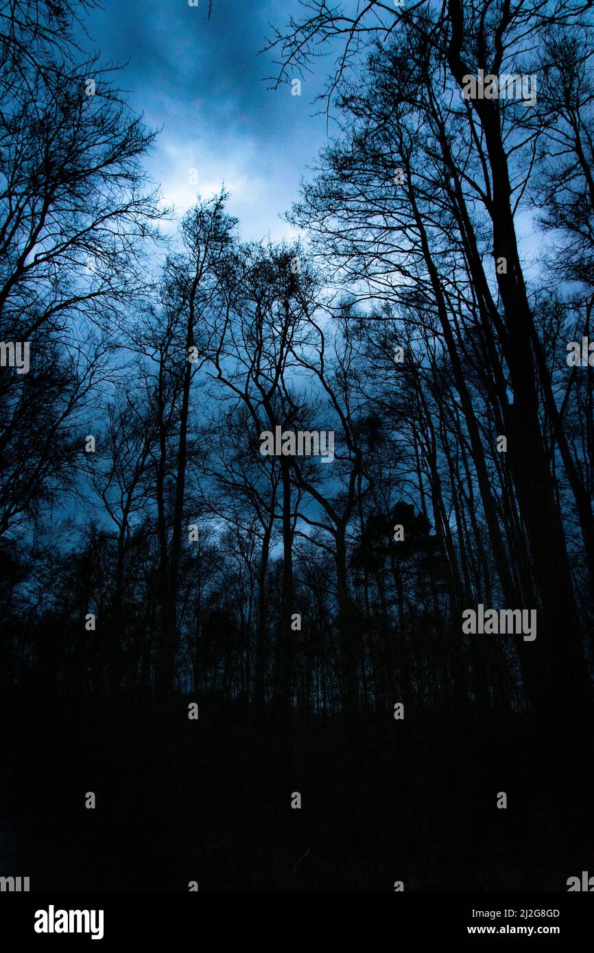 A silhouette of long trees in a park under blue dark cloudy sky Stock ...