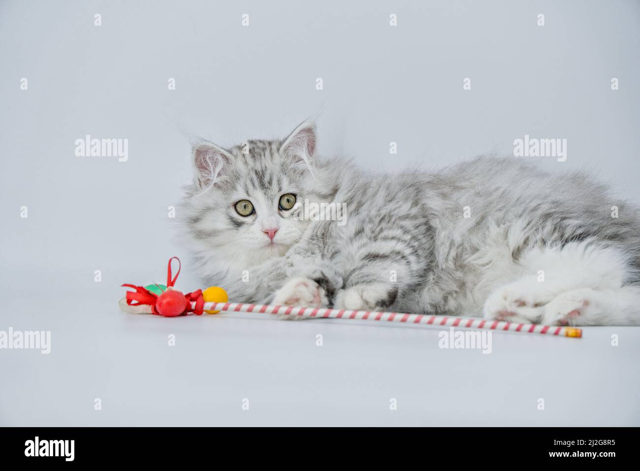 Cat and easter eggs Stock Photo