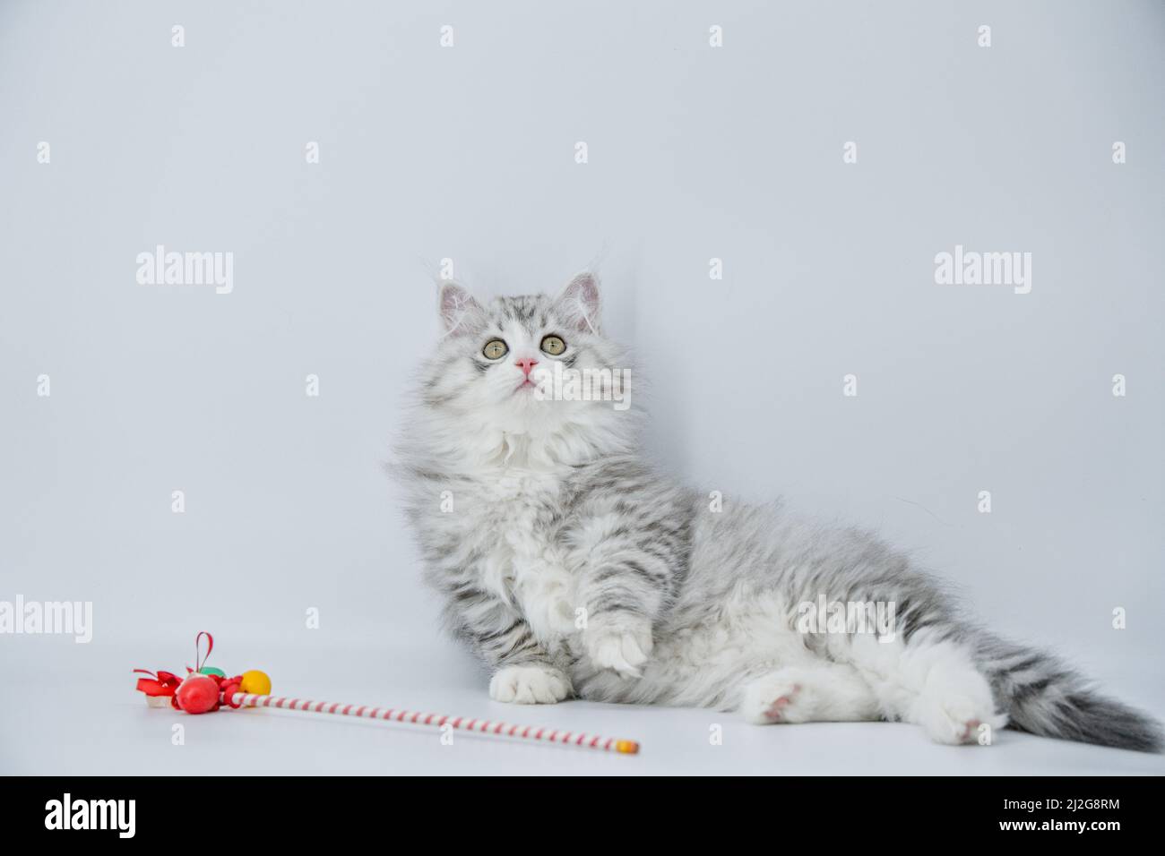 Cat and easter eggs Stock Photo