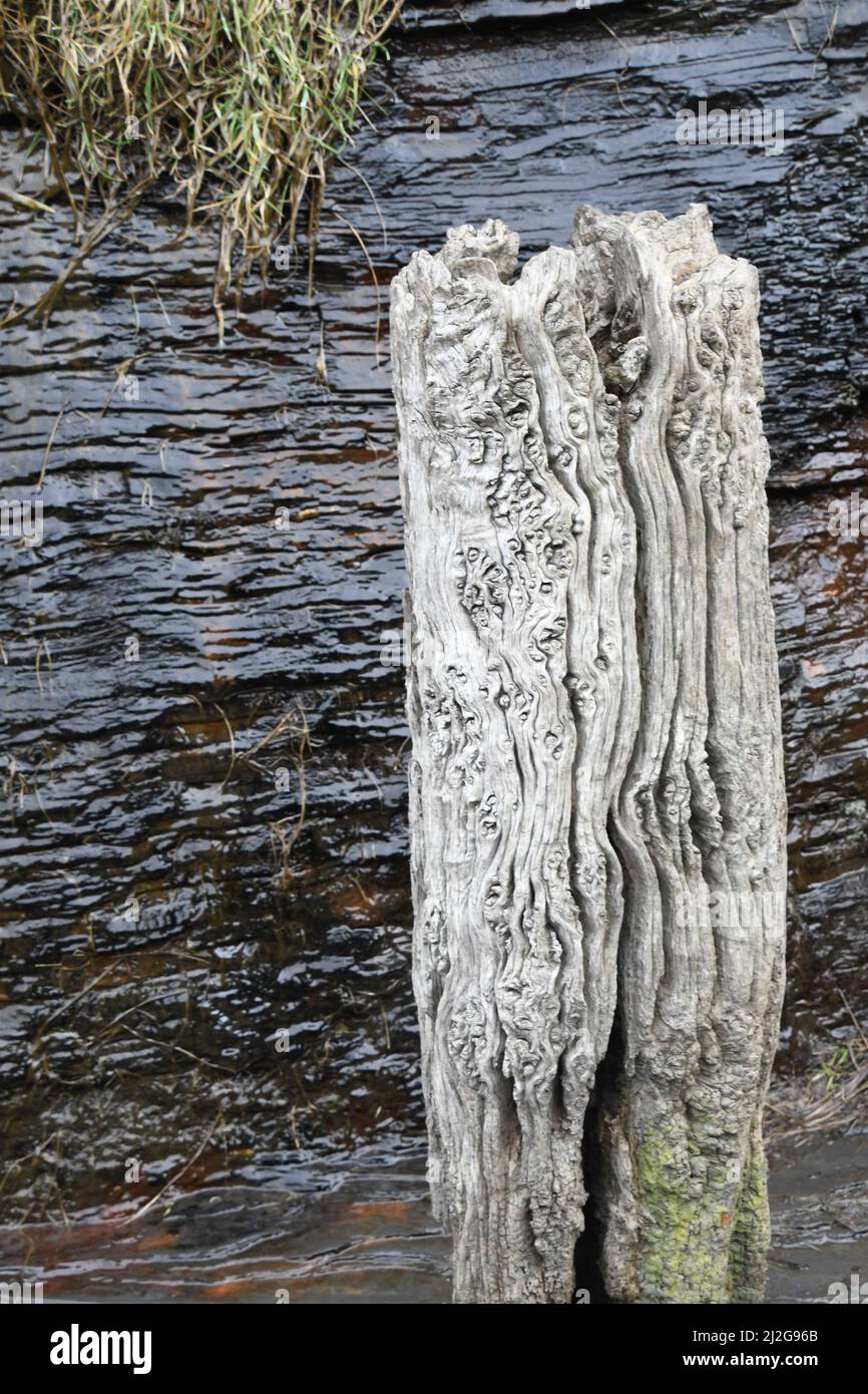 A weathered wooden stake used as a bollard on the quay in the harbour in Boscastle, with a water covered rock face. Cornwall.England.UK Stock Photo