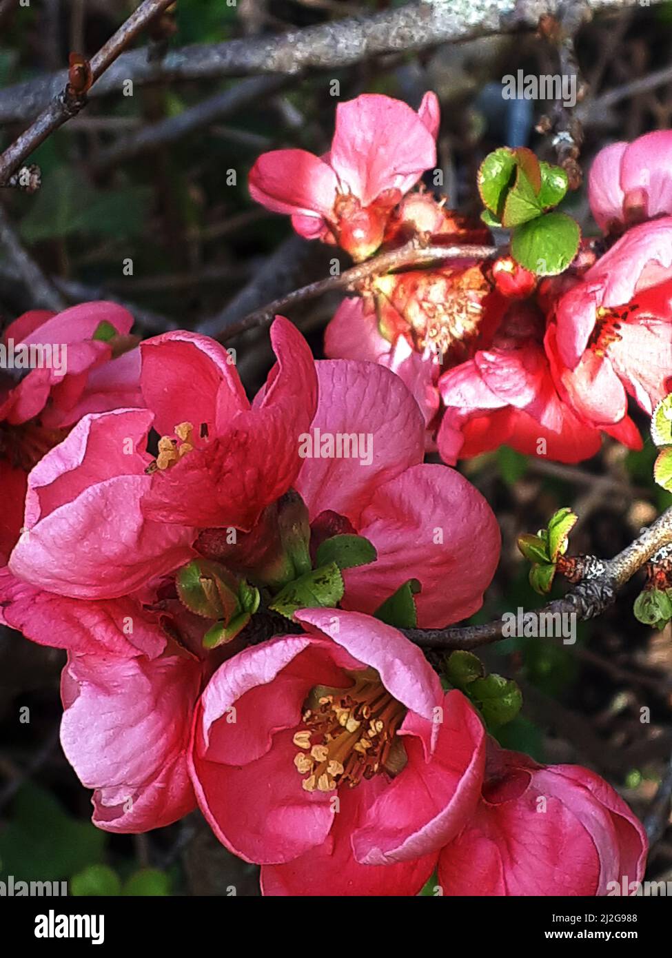 One of the early flowers of Spring in Northern England. This is the blossom of Japanese Chaenomeles Quince whose fruit makes delicious Jam. Stock Photo