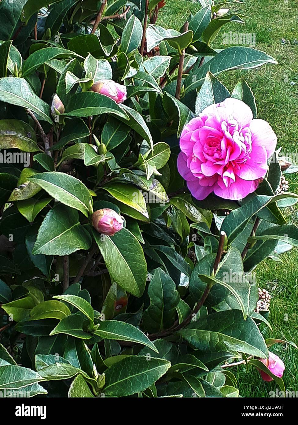One of the early showy flowers of Spring in Burnley Northern England is the Camellia Japonica or Japanese Rose.It is the state flower of Alabama USA Stock Photo