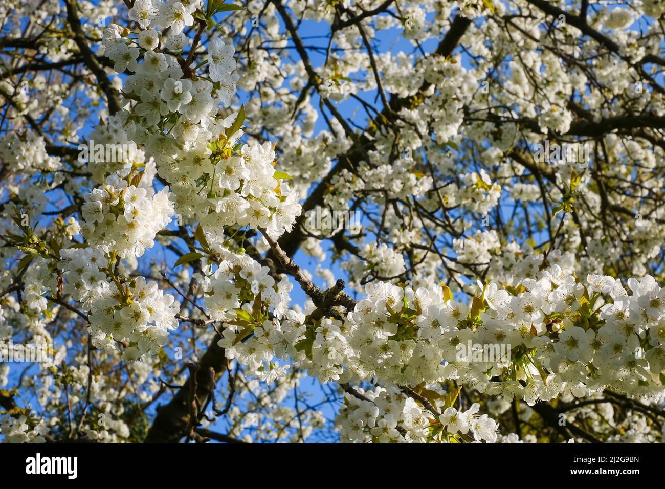 A blooming cherry tree with white flowers Stock Photo - Alamy
