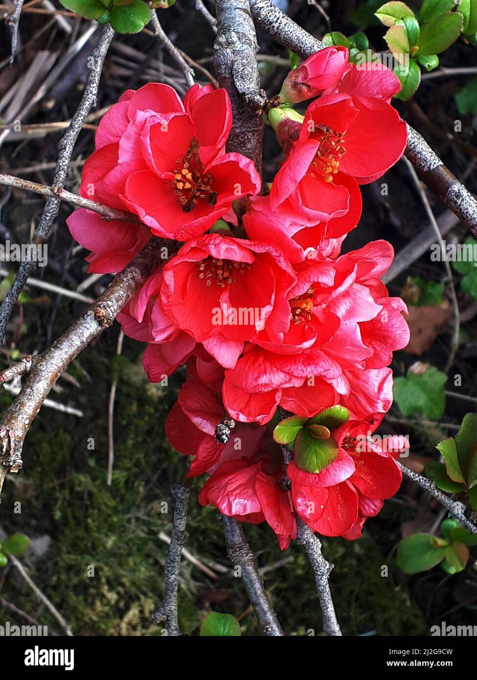 One of the early flowers of Spring in Northern England. This is the blossom of Japanese Chaenomeles Quince whose fruit makes delicious Jam. Stock Photo