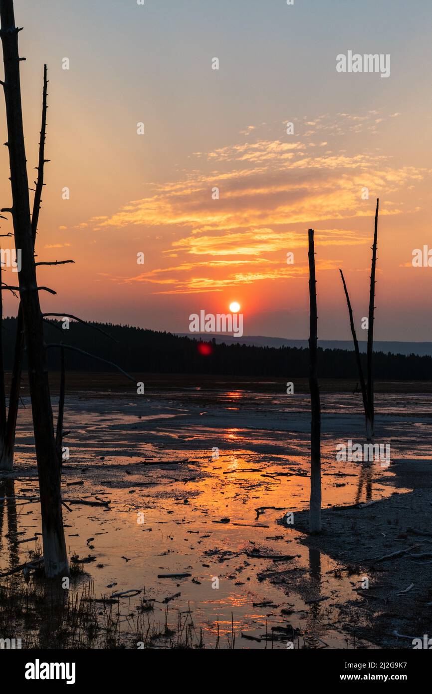 Bobby Socks trees silhouetted at sunset in Yellowstone National Park, United States Stock Photo