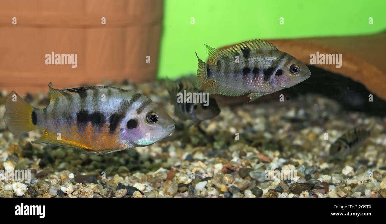 Adult female Convict cichlid (Amatitlania nigrofasciata or A. siquia) with juveniles. Stock Photo