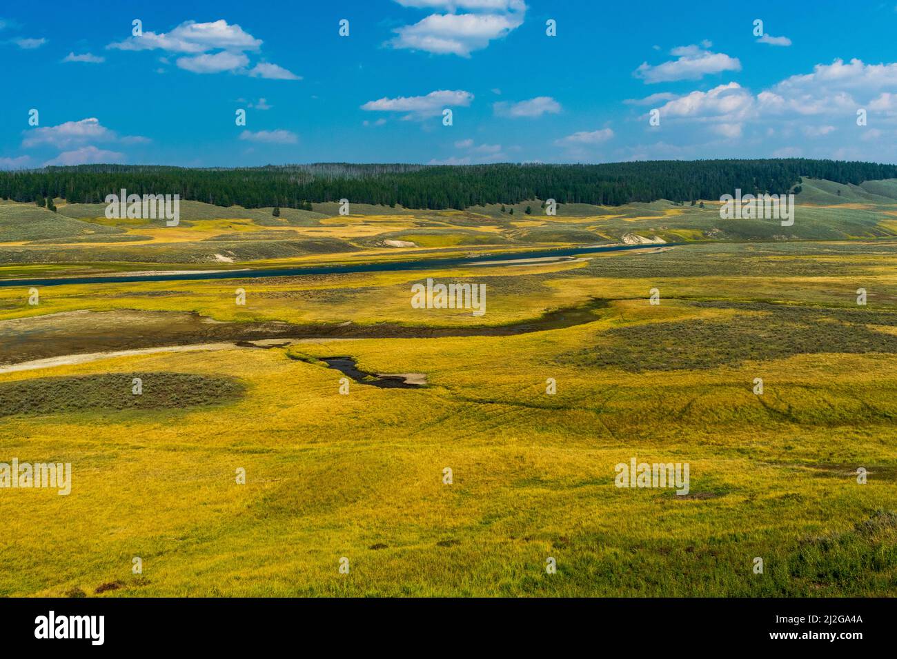 The Yellowstone River flows through lush, green Hayden Valley in