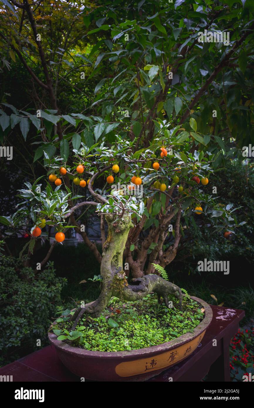 Narangi fruit pre bonsai plant hires stock photography and images Alamy