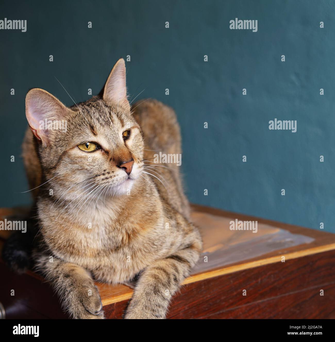 Broken tabby patterned cat hires stock photography and images Alamy
