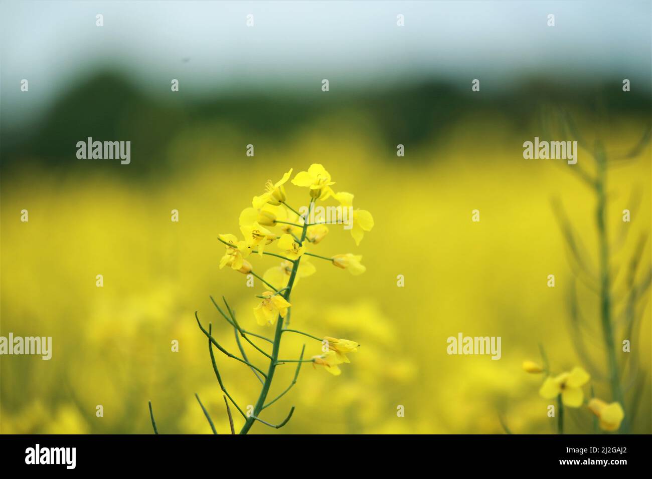 Close up of a yellow rapeseed blossom against a rapeseed field Stock Photo