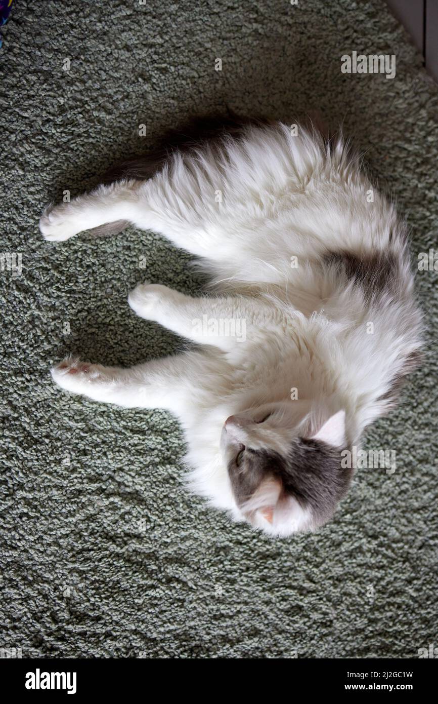 Young white cat sits comfortably on a rubber mat. on the floor of the ...