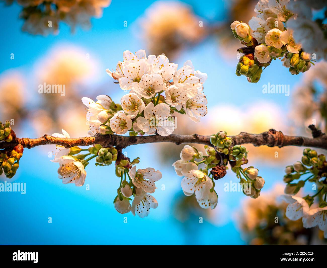 A low-angle shot of beautiful cherry blossoms on a blurred background ...